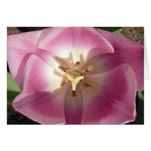 Tulip Burst~Tack! hälsningskort (Framsidan Horizontal)