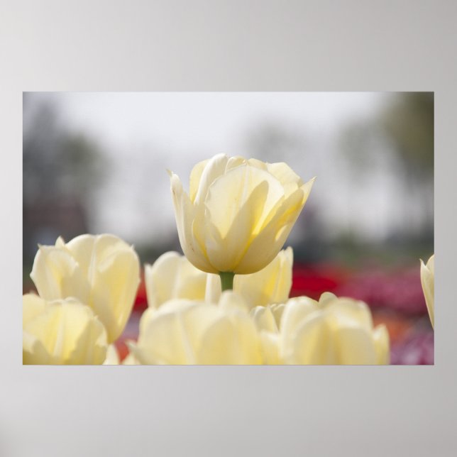 Tulip canvas poster (Framsidan)