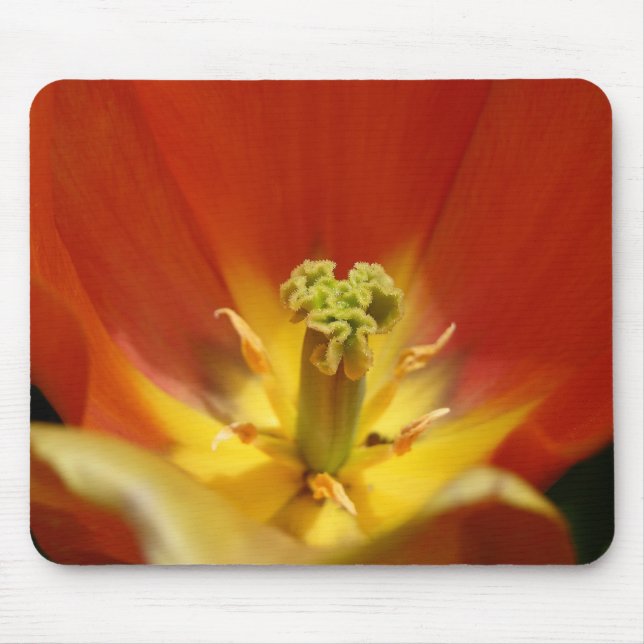 Tulip Center Musmatta (Framsidan)