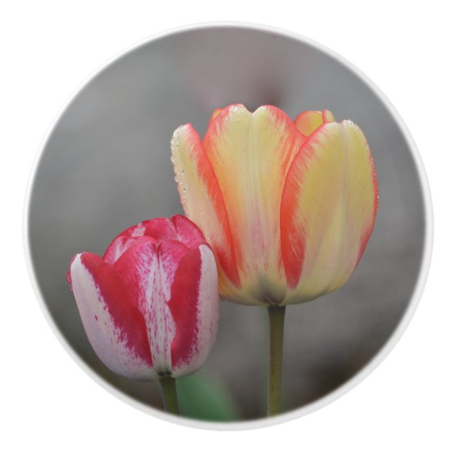 Tulip Ceramic Knob Knopp (Framsidan)