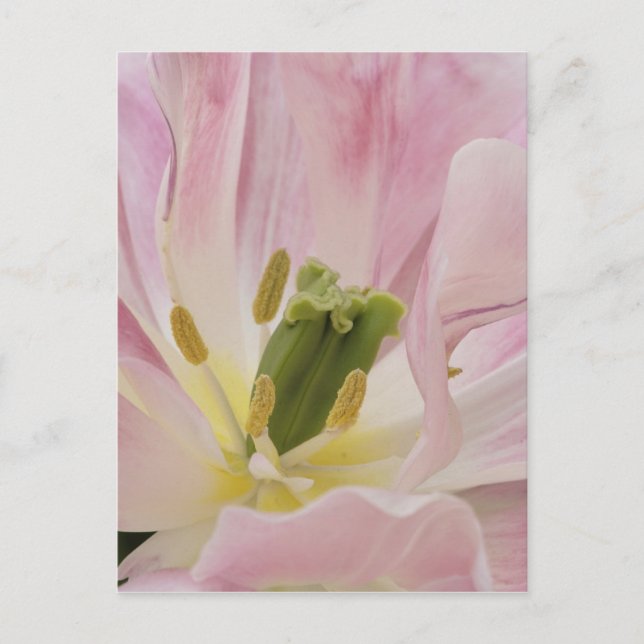 Tulip Close, Keukenhof Gardens, Lisse Vykort (Framsida)