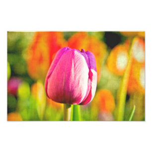 Tulip Collage Fototryck