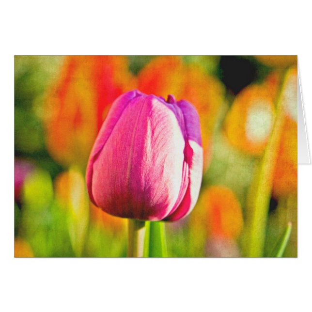 Tulip Collage OBS Kort (Framsidan Horizontal)