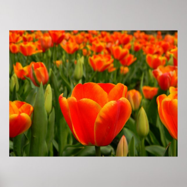 Tulip Delight 2 Poster (Framsidan)