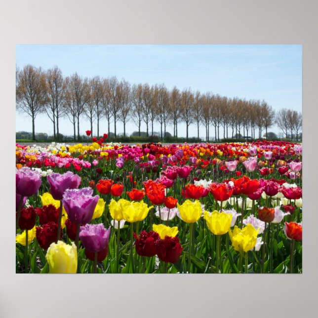 Tulip-drömmar Poster (Framsidan)