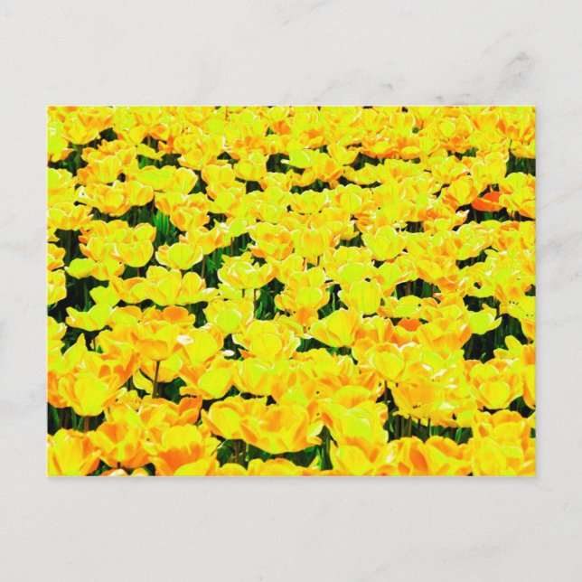 Tulip fält - guldgult vykort (Framsida)