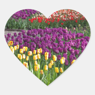 Tulip Fält Hjärtformat Klistermärke