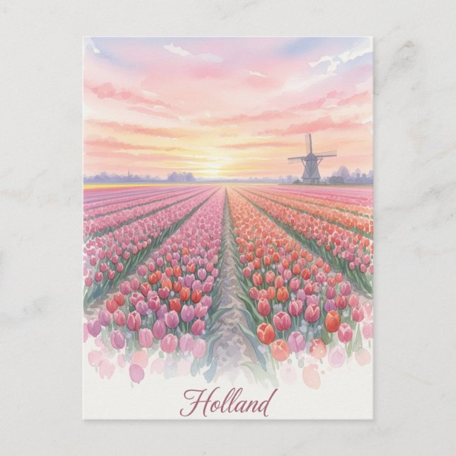 Tulip Fält Kvarn Holland Nederländerna Vykort (Framsida)