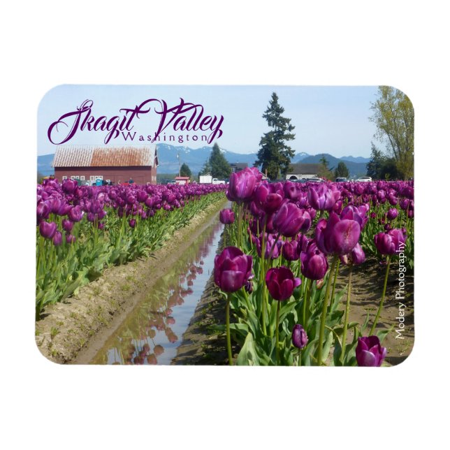 Tulip Fält (Lila) & Barn (Skagit Valley) Magnet (Horisontell)