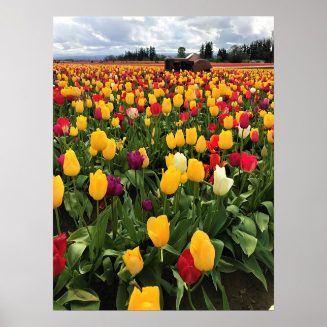 Tulip Fält med gammal traktor, Oregon Poster (Framsidan)