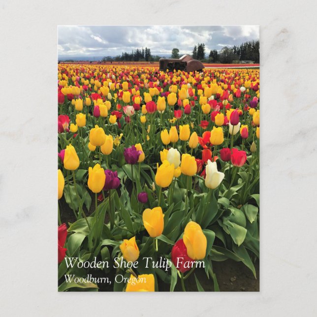 Tulip Fält med gammal traktor, Oregon-vykort Vykort (Framsida)