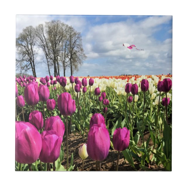 Tulip Fält med Kite, Oregon Kakelplatta (Framsidan)