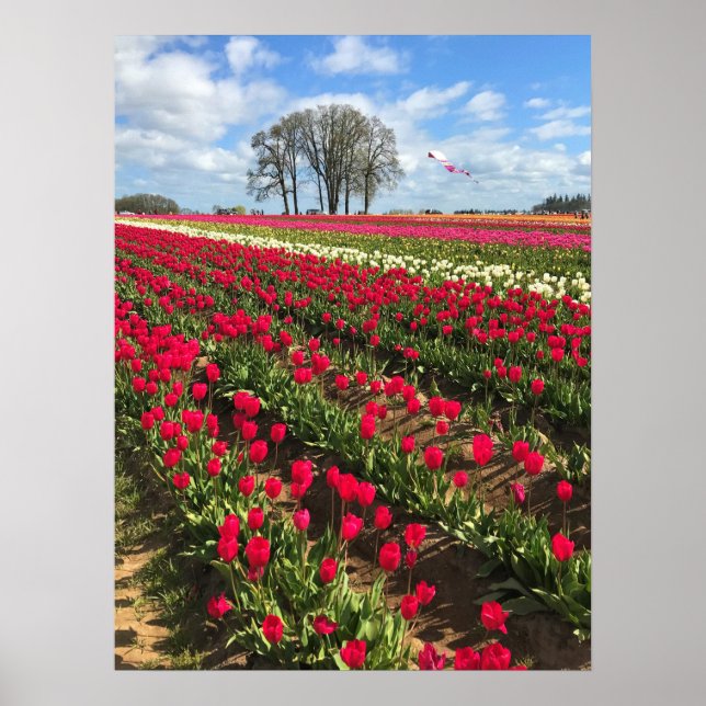 Tulip Fält med Kite, Oregon Poster (Framsidan)