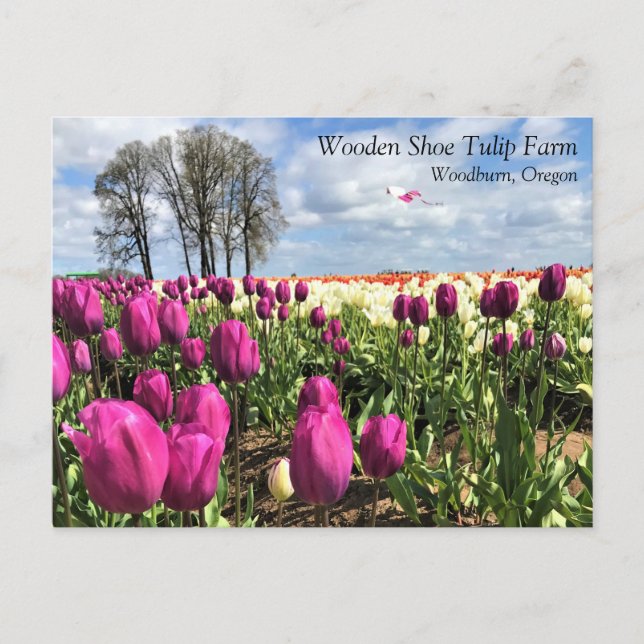 Tulip Fält med Kite, Oregon-vykort Vykort (Framsida)