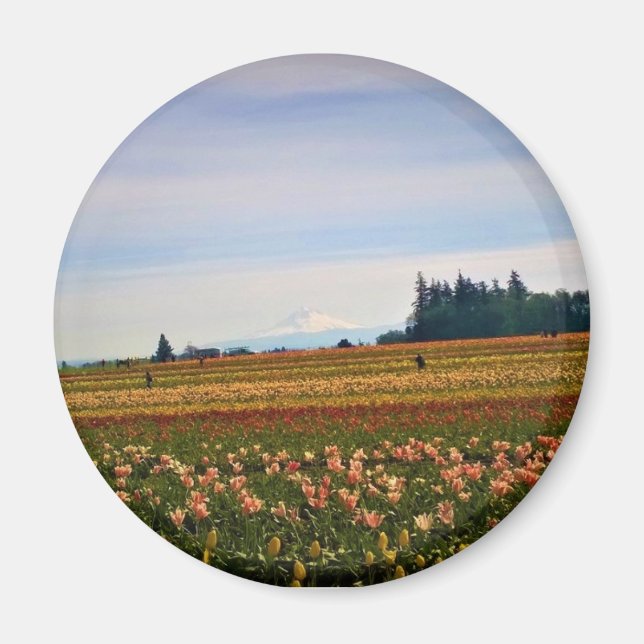 Tulip Fält med Mt. Huva, Oregon Magnet (Framsidan)