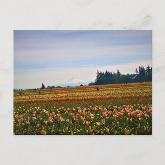 Tulip Fält med Mt. Huva, Oregon Vykort (Framsida)
