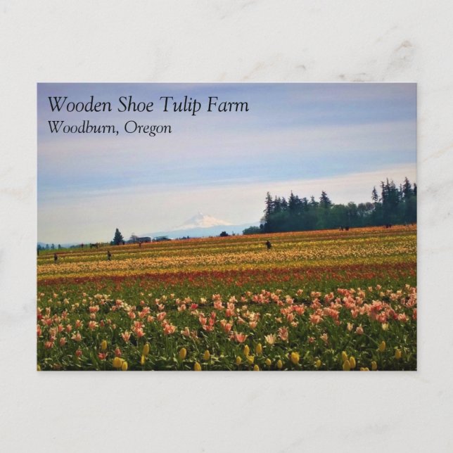 Tulip Fält med Mt. Huva, Oregon-vykort Vykort (Framsida)