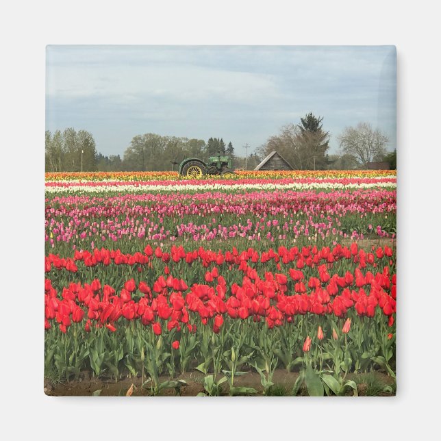 Tulip Fält med Tractor och Barn Magnet (Framsidan)