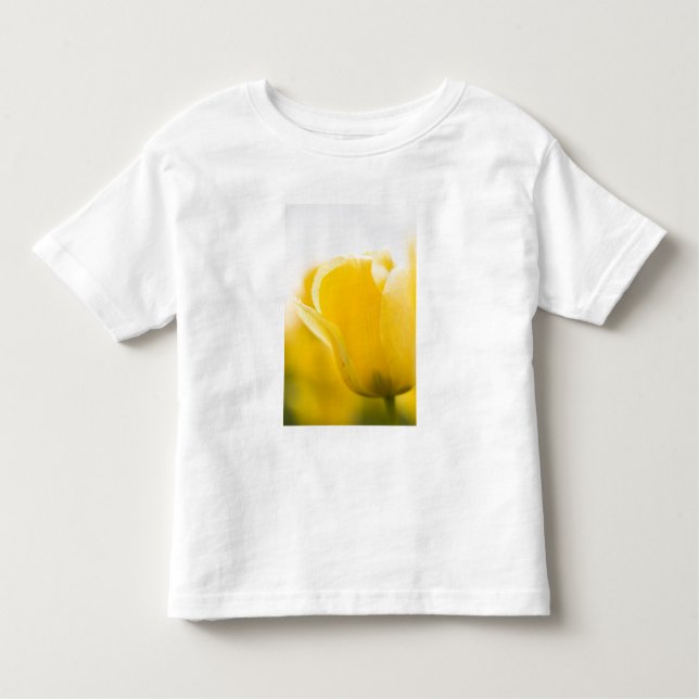 Tulip fält of Mt. Vernon, Skagit County, WA. Tee Shirt (Framsida)