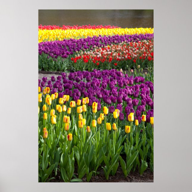 Tulip Fält Poster (Framsidan)