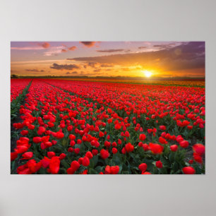 Tulip Fält vid Sunset i Nederländerna Poster
