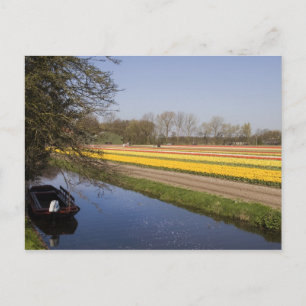 Tulip fält vykort