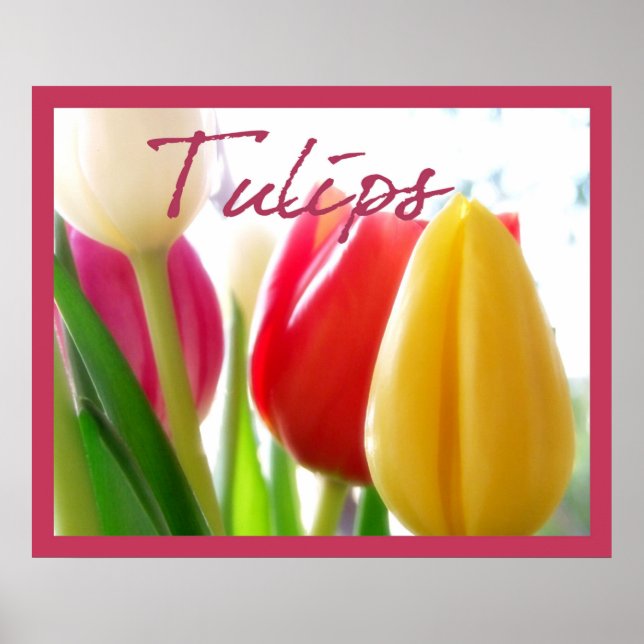 Tulip Färg Poster (Framsidan)
