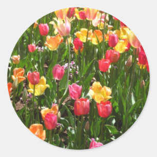 tulip,färglös runt klistermärke