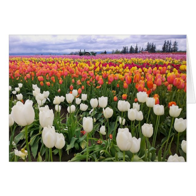 Tulip Farm Hälsningskort (Framsidan Horizontal)