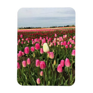 Tulip Farm i Oregon Magnet