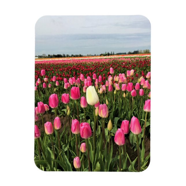 Tulip Farm i Oregon Magnet (Vertikal)