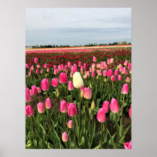 Tulip Farm i Oregon Poster