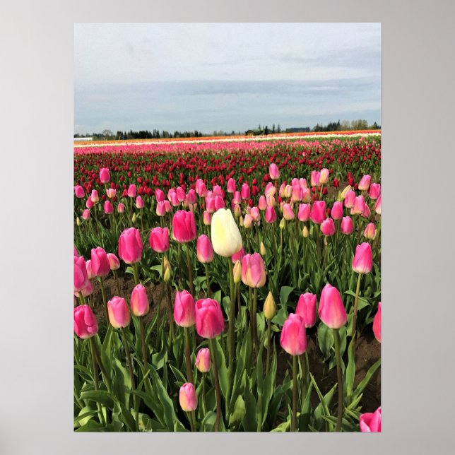 Tulip Farm i Oregon Poster (Framsidan)
