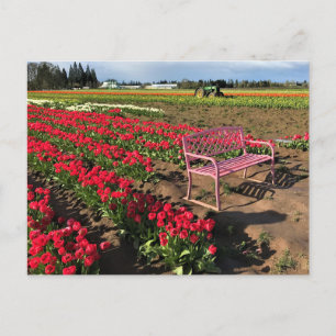 Tulip Farm i Oregon Vykort