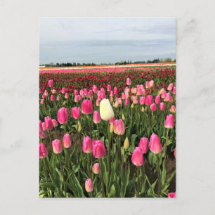 Tulip Farm i Oregon Vykort