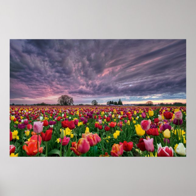 Tulip Farm i Woodburn Oregon Vår Poster (Framsidan)
