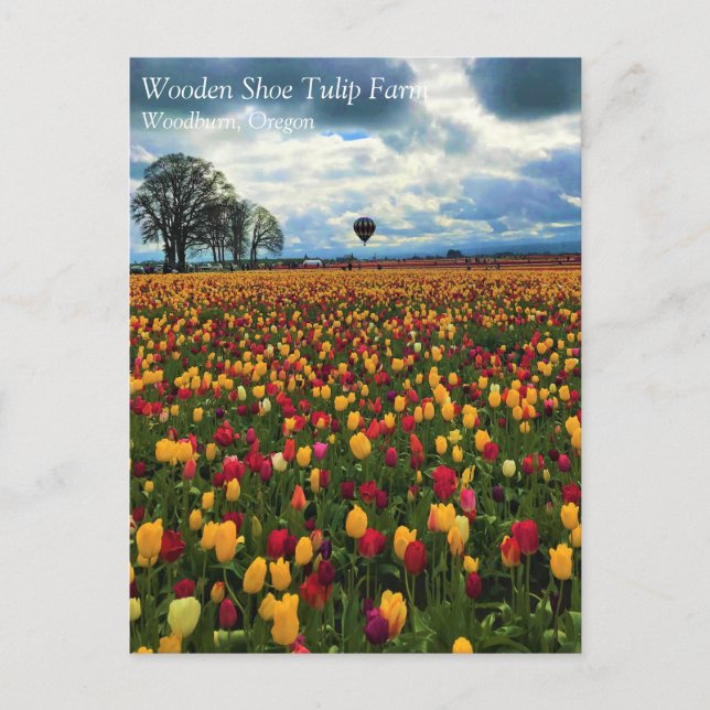 Tulip Farm in Oregon vycard Vykort (Framsida)