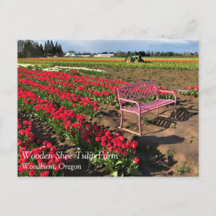 Tulip Farm in Oregon vycard Vykort