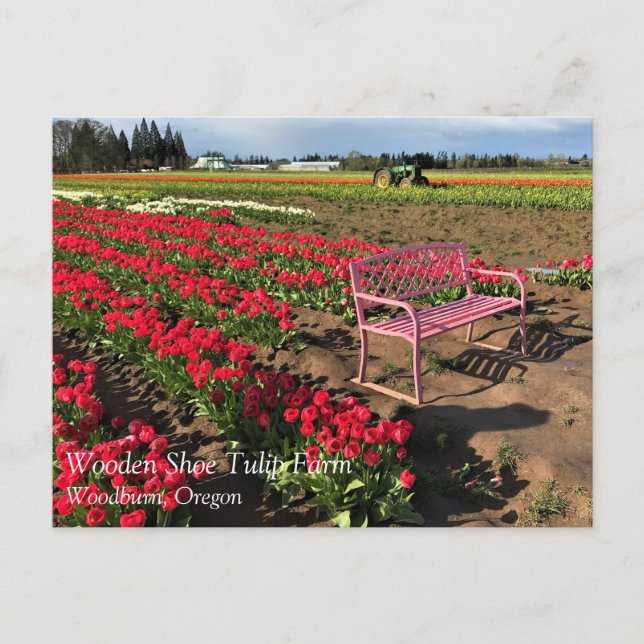 Tulip Farm in Oregon vycard Vykort (Framsida)