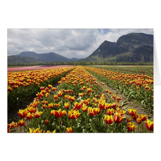 Tulip Farm nära Agassiz, British Columbia, Hälsningskort (Framsidan Horizontal)