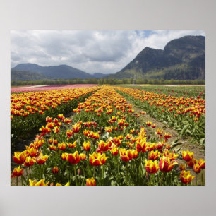 Tulip Farm nära Agassiz, British Columbia, Poster