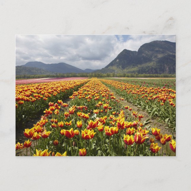 Tulip Farm nära Agassiz, British Columbia, Vykort (Framsida)