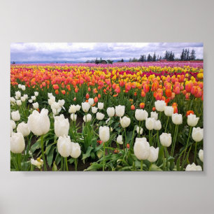 Tulip Farm Poster
