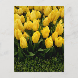 Tulip-festival - 27-Anpassadens postkort Vykort