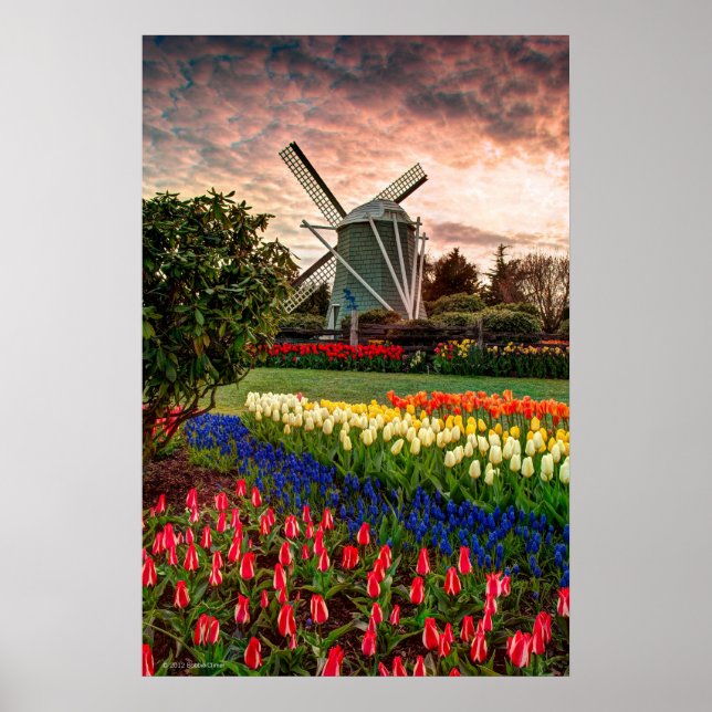 Tulip Festival Poster (Framsidan)