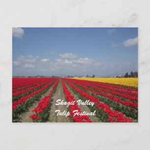 Tulip Festival, Skagit Valley, Tulip Festival Vykort