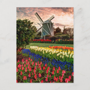 Tulip Festival Vykort