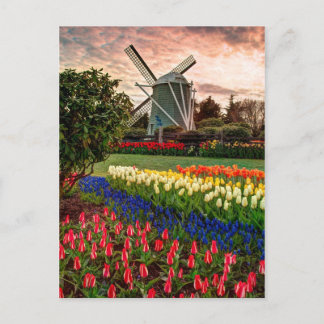 Tulip Festival Vykort