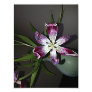 Tulip Flower Fototryck