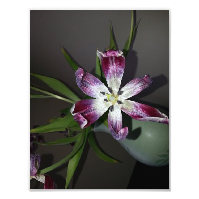 Tulip Flower Fototryck (Framsidan)